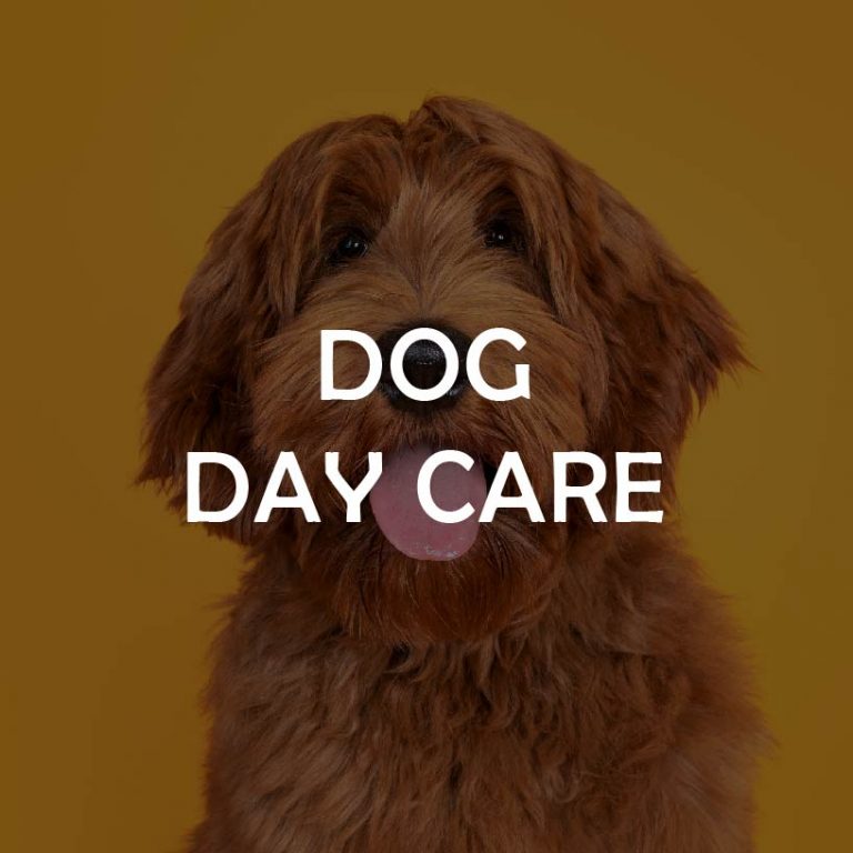 Dog Daycare Dog Manners